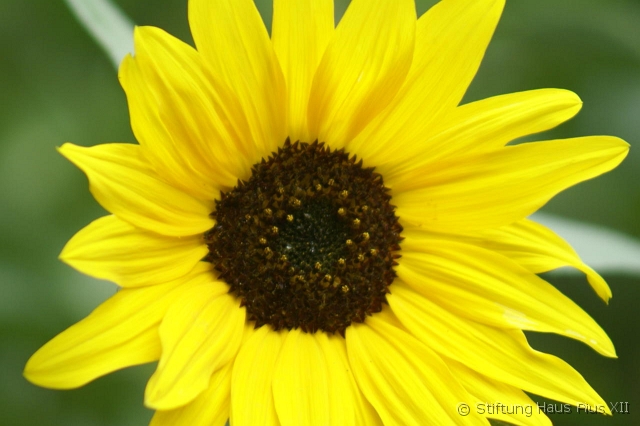 23_Sonnenblume.JPG - ... Vorbei der Frühling und Sommer ...