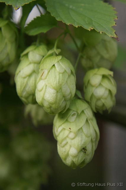 26_Hopfen.JPG - ... das ist nicht das Trampolin, das ist "Hopfen" ...