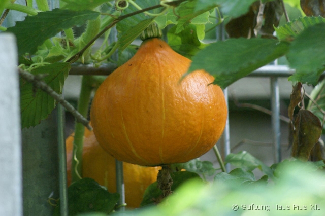 28_Werners Kürbisse.JPG - ... aber so langsam hat sich auch die Natur mit seinen Früchten verabschiedet ...