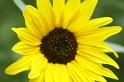 23_Sonnenblume