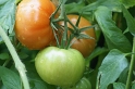24_Tomaten