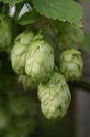 26_Hopfen
