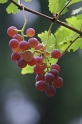 27_Trauben