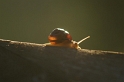 30_Schnecke