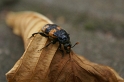 31_Käfer