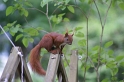 32_Eichhörnchen zu Besuch